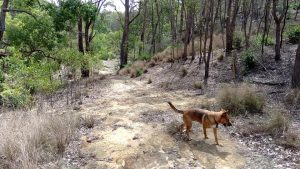 Crows Nest Ostern 2019